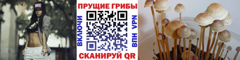наркошоп  Ува  Псилоцибиновые грибы мицелий 